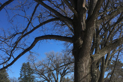 Baum im Schnee mit blauem Himmel