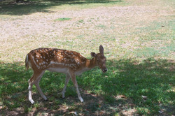 Wildtiere Foto von einem Hirsch