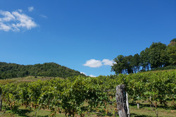 Linville Winery Ein großes Weingut