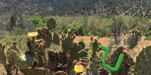 TU Logo in einem Kaktus in der Wüste