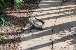 Ein relativ großer Reptil steht auf einem Fußgängerweg.