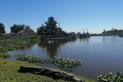 Alligator Zusehen ist ein Alligator und im Hintergrund befindet sich ein See