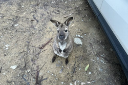 Hier sieht man ein kleines Wallaby, das auf dem Boden sitzt. 