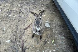 Wallaby Hier sieht man ein kleines Wallaby, das auf dem Boden sitzt.