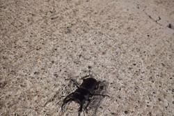Foto von einem Hirschkäfer