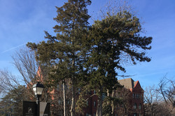 Campus mit Baum und blauem Himmel
