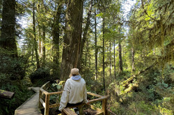 Im Regenwald auf Vancouver Island
