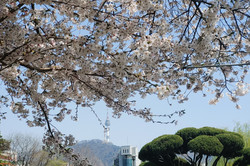 Kirschblütenbaum auf dem Campus