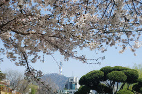 Kirschblütenbaum auf dem Campus