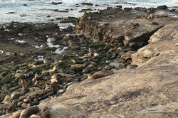 Seelöwe am Strand