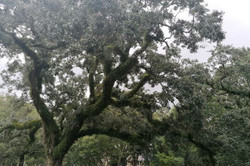 Audubon Park Der Audobon Park
