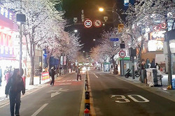 Man sieht eine Straße bei Nacht und links und rechts eine Reihe an Kirschblütenbäumen.