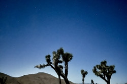 Joshua Tree National Park Bäume in einer wüstenähnlichen Landschaft bei Nacht mit einigen Hügeln im Hintergrund. Der Himmel ist sternenklar.