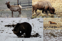 Kojoten, Bison Baby, Bisons und ein Grizzly Bär