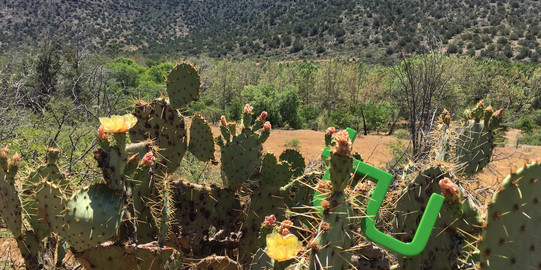 TU Logo in a cactus in the desert