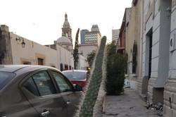 Foto einer Kaktus Pflanze