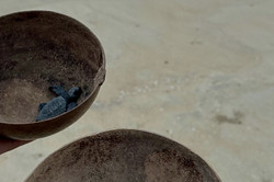 2 kleine Schildkröten werden in Schüsseln gehalten, Strand und Meer im Hintergrund