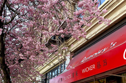 Kirschblüte in Chinatown