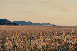 Ein weites Feld mit gelblichen Pflanzen, im Hintergrund ist eine Bergkette zu sehen. 