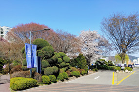 Der Frühling lässt den Campus der Sookmyung wunderschön aufblühen. Es ist rar einen Baum in voller Blüte allein anzutreffen. Jeder versucht die Kulisse für ein schönes Foto zu nutzen. 