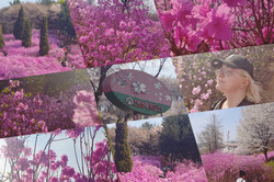 Man sieht eine Collage an Azeelenblüten. Man sieht verschiedene Aufnahmen der pinken Blüten und man sieht die Studentin.