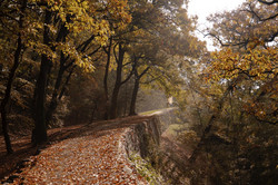 Herbstfarben in Gongju Ein Weg durch einen Wald, in dem die Blätter herbstlich leuchten und die Sonne durch die Baumkronen scheint.