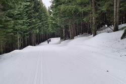 Hier sieht man eine lange Skipiste, die von Bäumen umsäumt ist. 