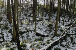 Lisa im Wald