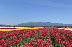 Tulpenfestival Hier sieht man bunte Tulpenfelder bei strahlend blauem Himmel.