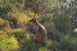 Wallaby Ein kleines Kängaru-artiges Tier, das auf den Hinterbeinen steht