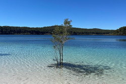 Vorne im Bild ist der Sandstrand und das blaue Wasser, in der Mitte steht ein kleiner Baum. Im Hintergrund ist der blaue Himmel und ein dichter Wald.