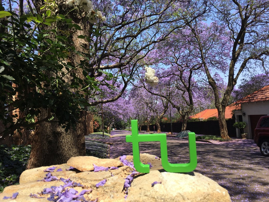 TU Logo vor einer Straße in Johannesburg in der Blütezeit der Jacaranda-Bäume