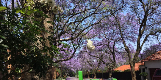 TU Logo vor einer Straße in Johannesburg in der Blütezeit der Jacaranda-Bäume