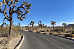Joshua Tree Nationalpark Eine Straße, die eine Linkskurve macht, mit Bäumen rechts und links deren Äste sehr dick und kahl sind.