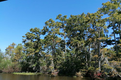Swamp Auf dem Bild sieht man den Bayou in New Orleans