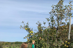 Samira auf einer Apfel Plantage