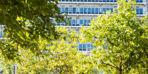 trees in front of the mathematics building
